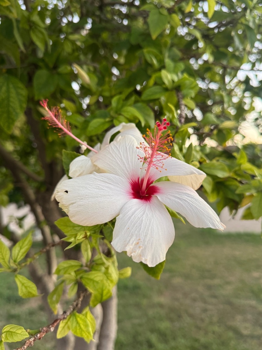 We Design Beirut Diaries- Rachid Karami International Fair by the Niemeyer Heritage Foundation